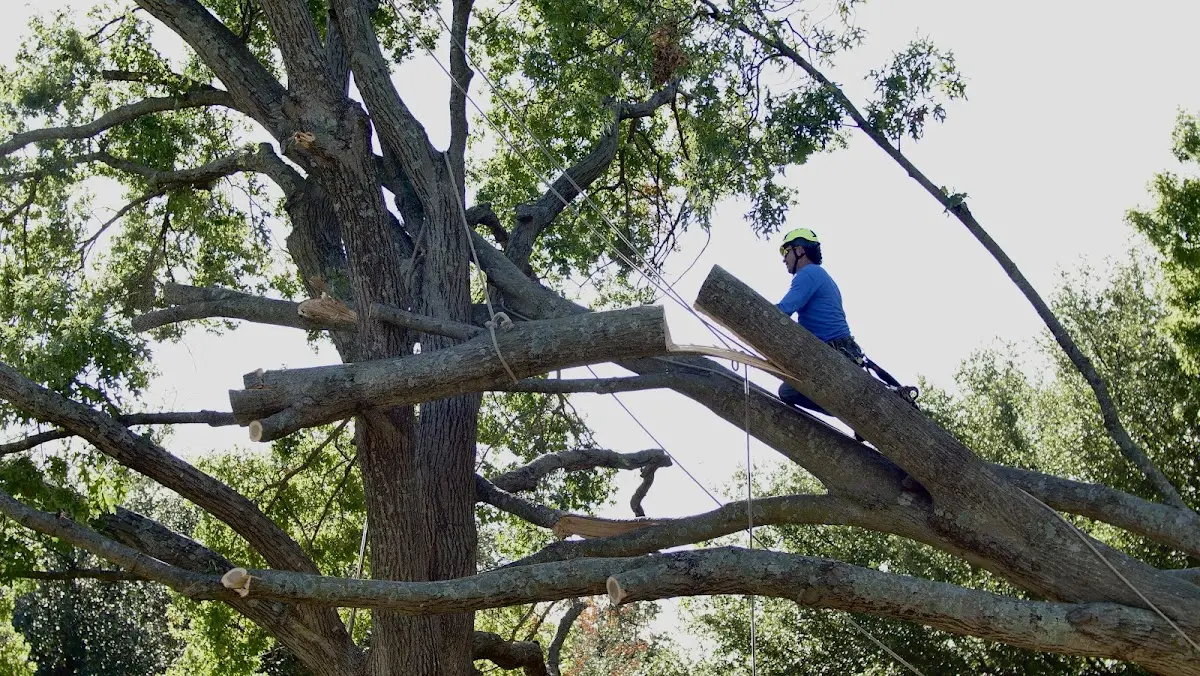 Professional Hazardous Tree Removal performed by certified arborists in Waddington