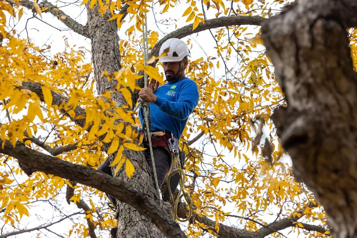 Skilled Tree Pruning crew working in Waddington