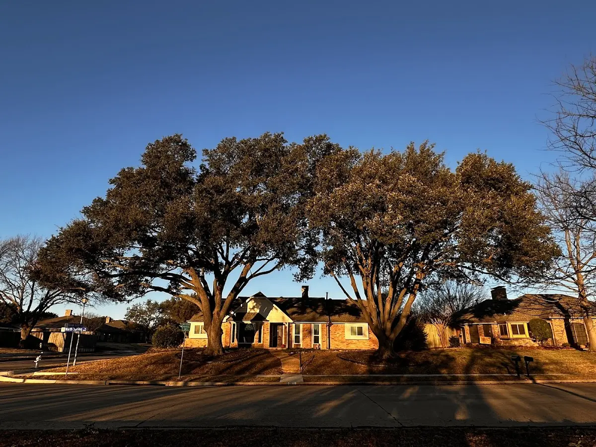 Established residential canopy tree shading a home in Waddington
